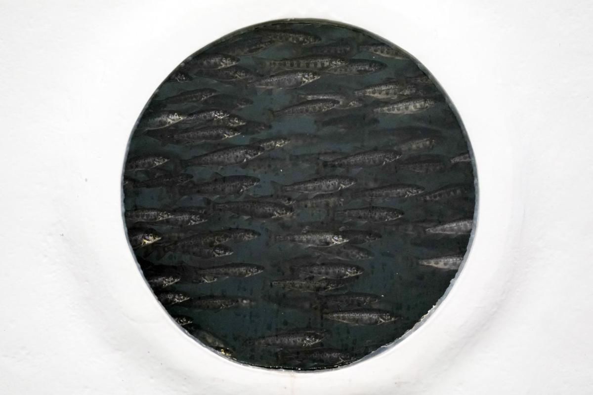Atlantic Salmon swim past the window